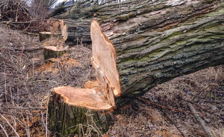 Usuwanie drzew pod inwestycje jest możliwe, wiąże się jednak z określonymi zobowiązaniami inwestora