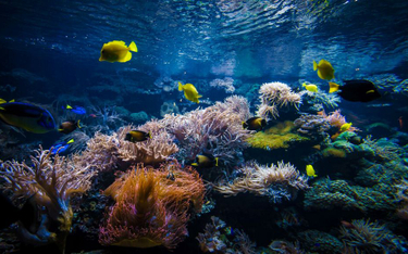 Rafy koralowe przestaną istnieć do końca XXI wieku?