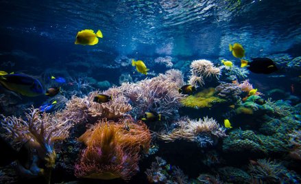 Tajemnicza choroba atakuje koralowce. "Jest jak wirus Ebola"