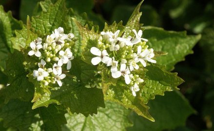 Czosnaczek pospolity, Alliaria petiolata