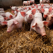 Choć pogłowie świń w Polsce w trzecim kwartale nadal spadało, to jednak nieznacznie. Eksperci mówią 