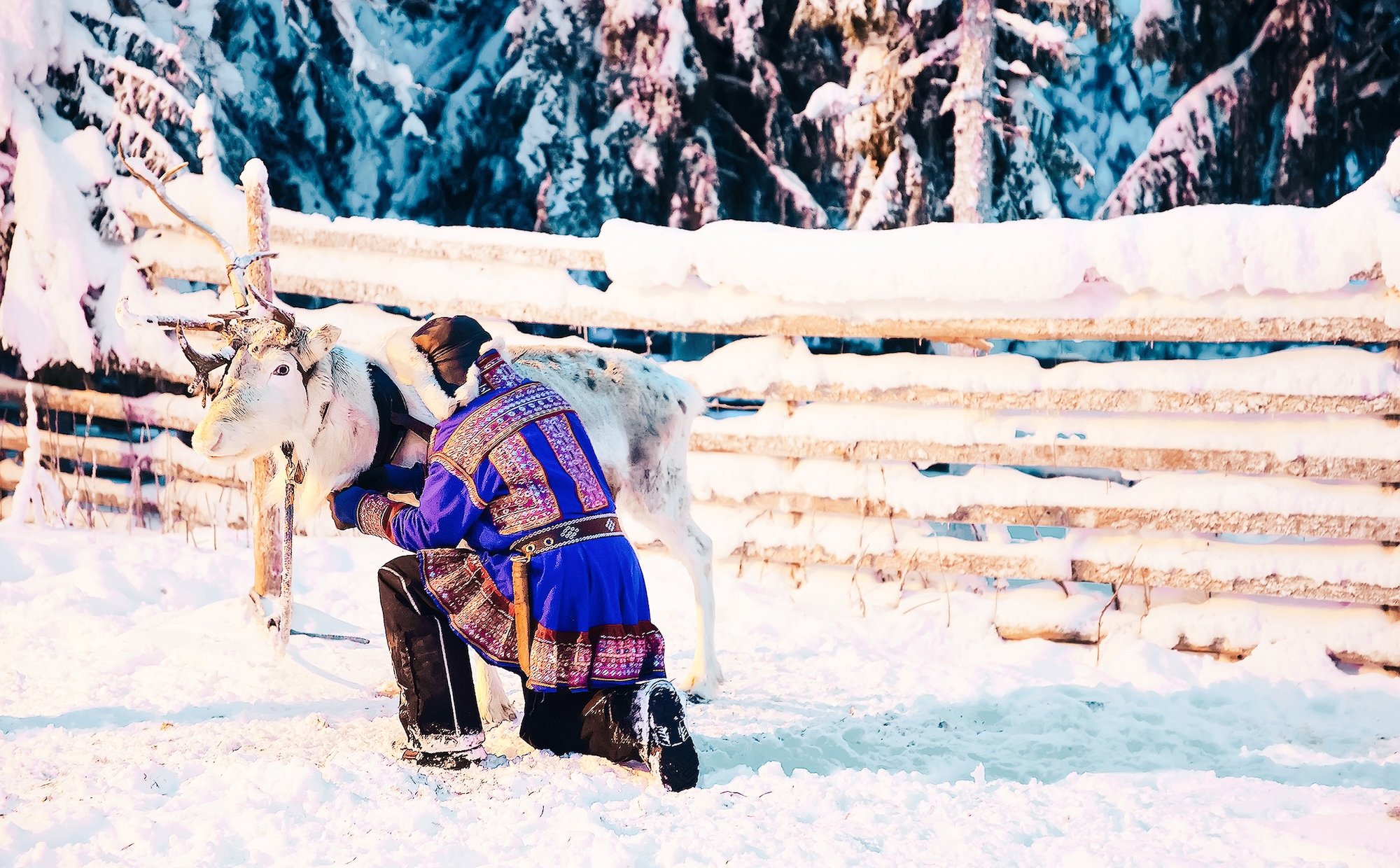 The Swedish Sami want reparation. "Our expectations are huge"