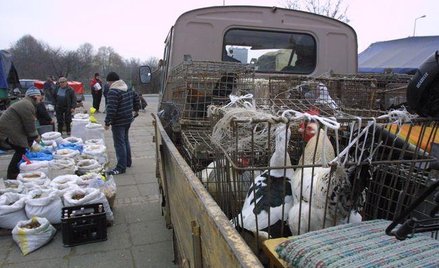 Gmina nie może pobierać opłaty targowej za sam wjazd na targ lub wprowadzanie zwierząt