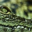 Poszła na spacer z psem. Zabił ją aligator
