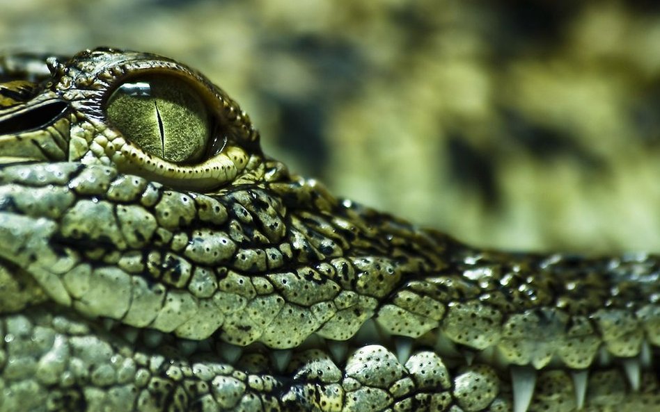 Poszła na spacer z psem. Zabił ją aligator