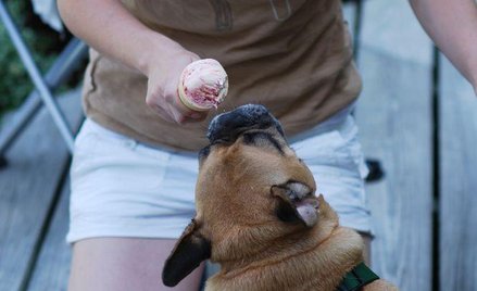 Nadwaga szkodzi psom i kotom