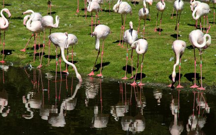 Flamingi w zoo w Rotterdamie
