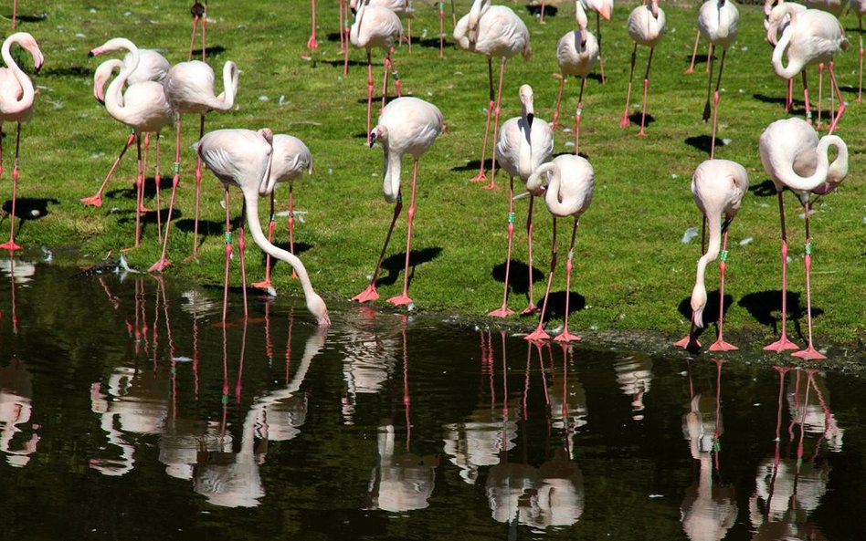 Flamingi w zoo w Rotterdamie