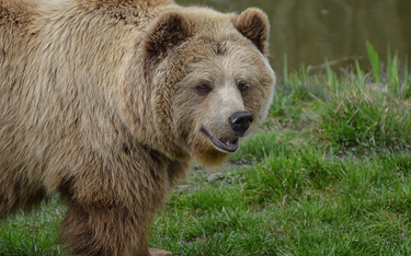 Francja: Koniec ze strzelaniem w celu odstraszania niedźwiedzi