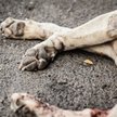 Wyrzuciła psa z 4. piętra. Sąd orzekł karę więzienia