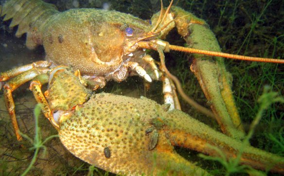 Degradacja środowiska przyczyniła się do znaczącego spadku populacji raka błotnego