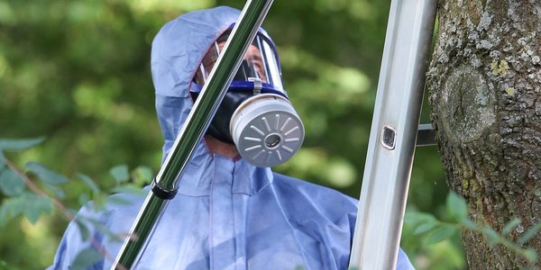 Korowódka dębówka rozprzestrzenia się w Polsce. Biolog wyjaśnia zagrożenie