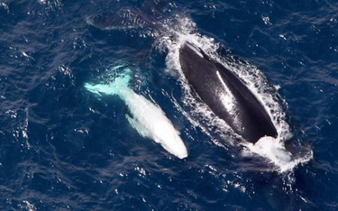 Młody wieloryb zepchnął matkę z mielizny
