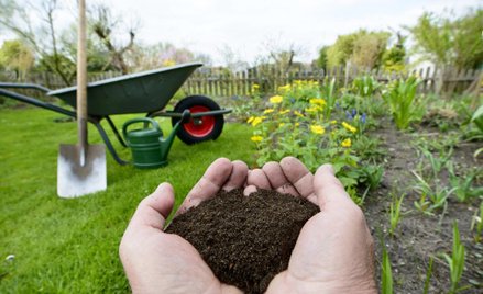 Ogrodnictwo. Rozkwitający rynek na działkach