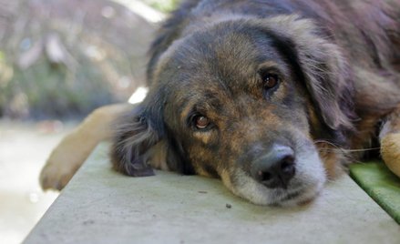 Kary za znęcanie się nad zwierzętami