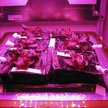 Kosmiczna szklarnia programu „Veggie” umożliwia uprawę roślin w warunkach zerowej grawitacji