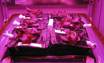Kosmiczna szklarnia programu „Veggie” umożliwia uprawę roślin w warunkach zerowej grawitacji