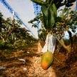 Letnie mango śnieżne wisi na drzewie w sadzie w Taitung na Tajwanie