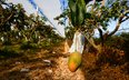Letnie mango śnieżne wisi na drzewie w sadzie w Taitung na Tajwanie