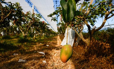 Letnie mango śnieżne wisi na drzewie w sadzie w Taitung na Tajwanie