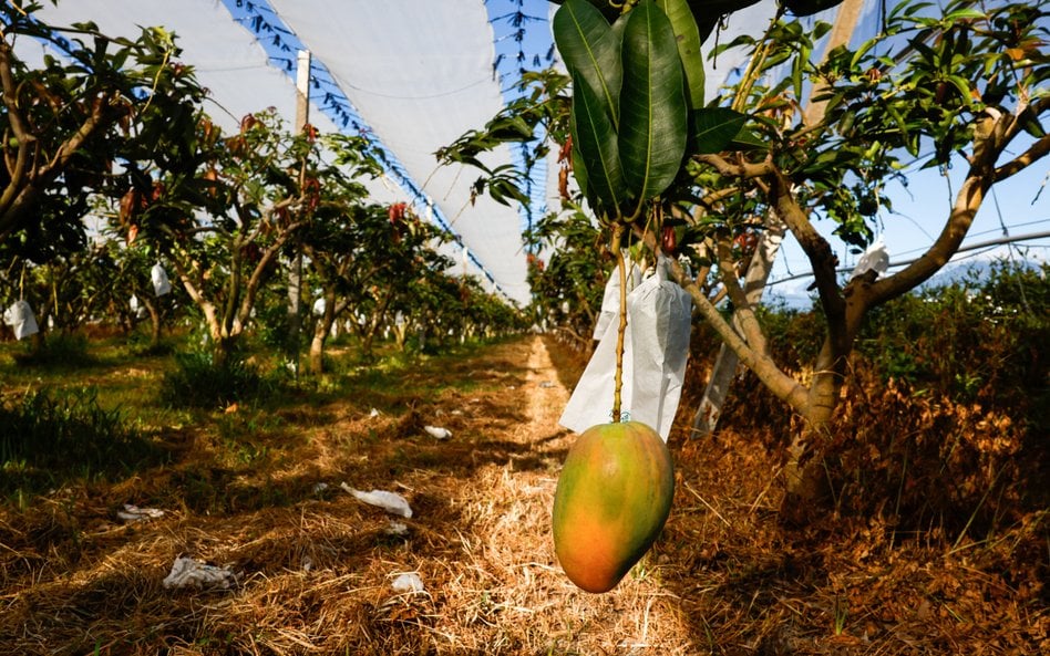 Letnie mango śnieżne wisi na drzewie w sadzie w Taitung na Tajwanie