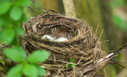 Jak gminy dbają o tereny lęgowe