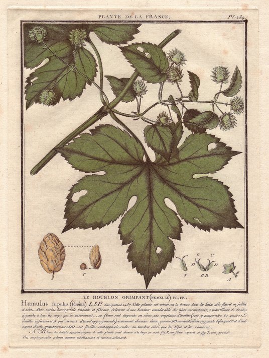 Chmiel do produkcji piwa w Gdańsku pochodził z produkcji własnej podmiejskich wsi, wykorzystywano te