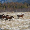 W Ałtaju konie żyją na wolności. Jak to stado koni orłowskich.