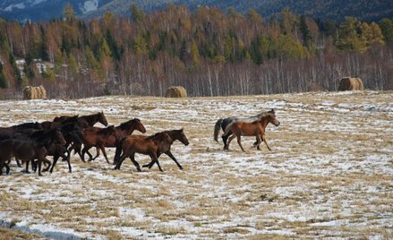 W Ałtaju konie żyją na wolności. Jak to stado koni orłowskich.