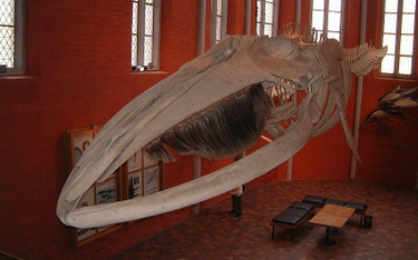 Szkielet płetwala pozwala wyobrazić sobie rozmiary żywego zwierzęcia