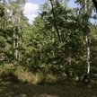 Pokażą walory lubuskich lasów