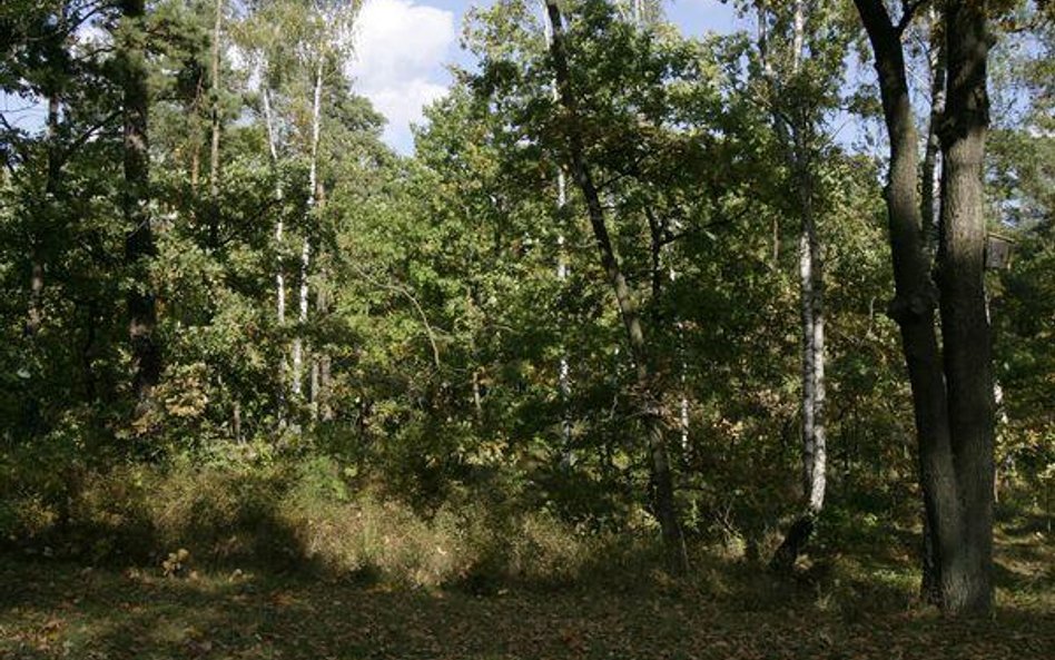 Pokażą walory lubuskich lasów