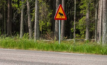 Odcinkowy pomiar prędkości na trasie w Kampinoskim Parku Narodowym to efekt wieloletnich starań mies