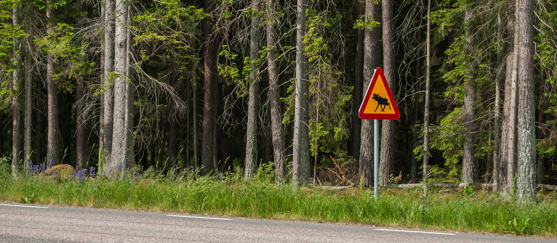 W Puszczy Kampinoskiej ruszył 13-kilometrowy odcinkowy pomiar prędkości