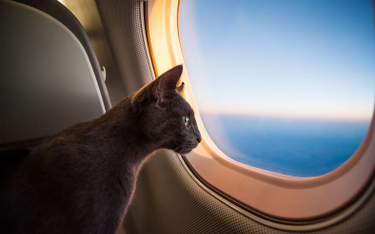 Delta zakazuje transportu zwierząt na pokładach samolotów