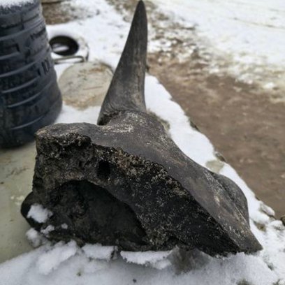 Obecnie czaszka żubra stepowego przechodzi proces konserwacji muzealnej