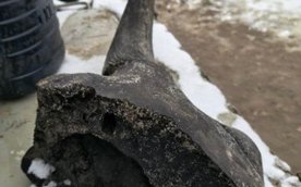 Obecnie czaszka żubra stepowego przechodzi proces konserwacji muzealnej