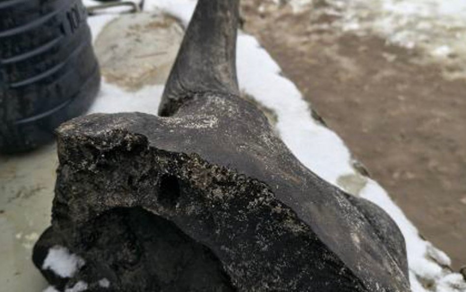 Obecnie czaszka żubra stepowego przechodzi proces konserwacji muzealnej