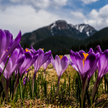 Tatry: Wolontariusze będą pilnować krokusów