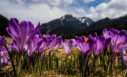 Tatry: Wolontariusze będą pilnować krokusów