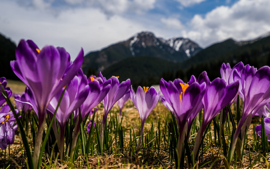 Tatry: Wolontariusze będą pilnować krokusów