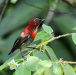 Kwiatownik szkarłatny (Aethopyga siparaja)