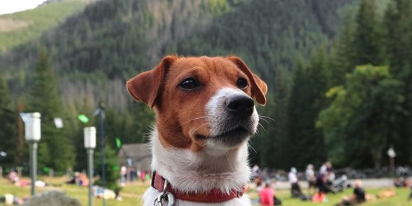 Stray dog trekked 140 kilometers through High Tatras mountains
