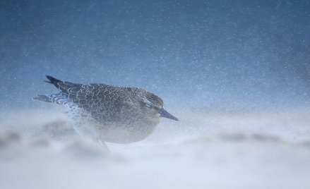Biegus rdzawy; fot. Łukasz Zandecki