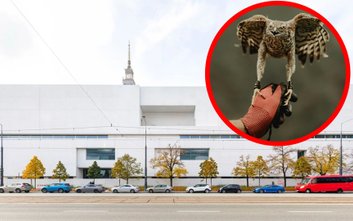 Głównym celem sokolnika pracującego w MSN jest płoszenie gołębi