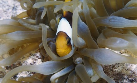 Według badaczy fitoplankton, którym odżywiają się gatunki małych ryb, będzie tracić swoje odżywcze w