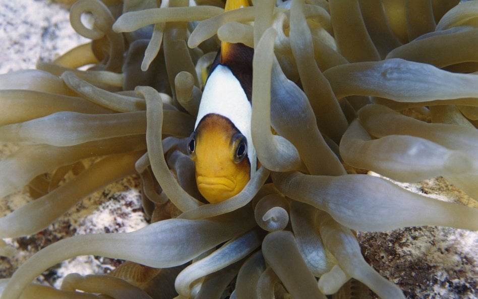 Według badaczy fitoplankton, którym odżywiają się gatunki małych ryb, będzie tracić swoje odżywcze w