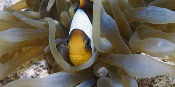 „Fast food” dla ryb opanował oceany. Jest coraz powszechniejszy – i szkodliwy