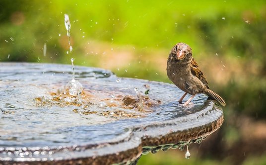 Wróbel w mieście. Fot. Jeswin Thomas/Pexels