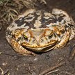 Australia: W lesie znaleziono gigantycznego płaza. „Ropuchodzilla" poddana eutanazji